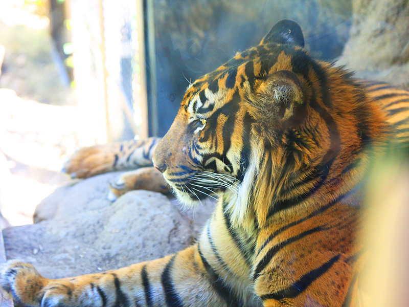 上野動物園