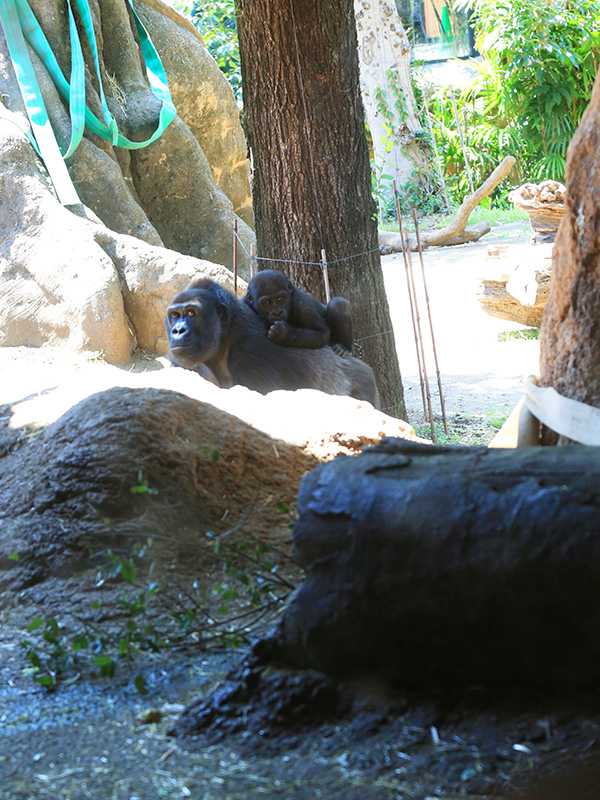 上野動物園