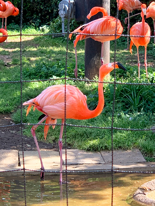 上野動物園