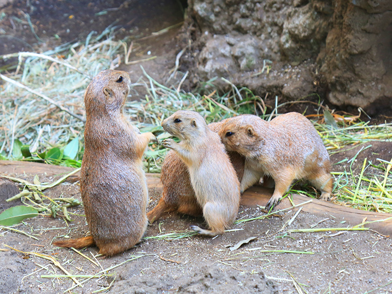 上野動物園