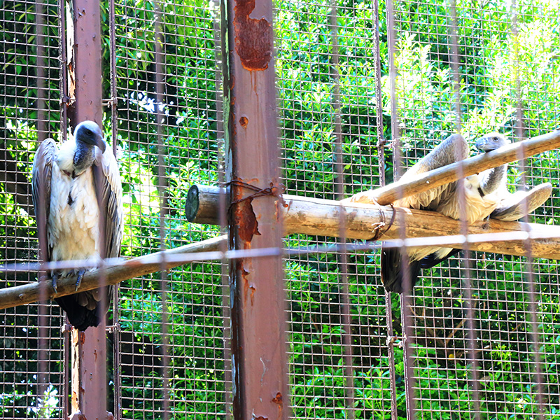 上野動物園