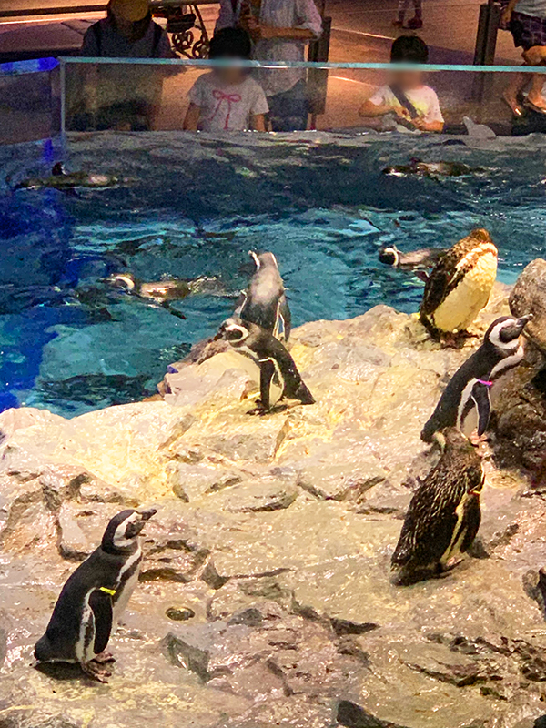 すみだ水族館