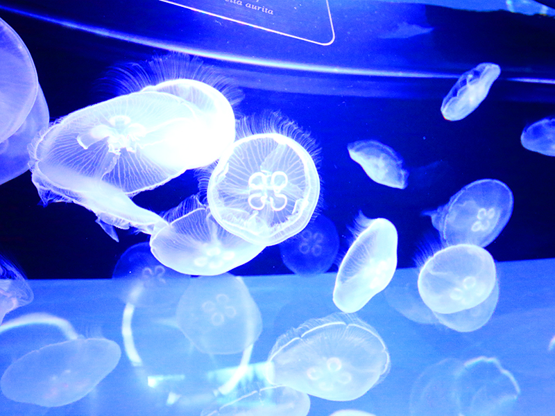 すみだ水族館