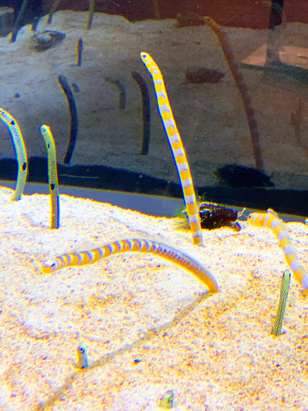 すみだ水族館