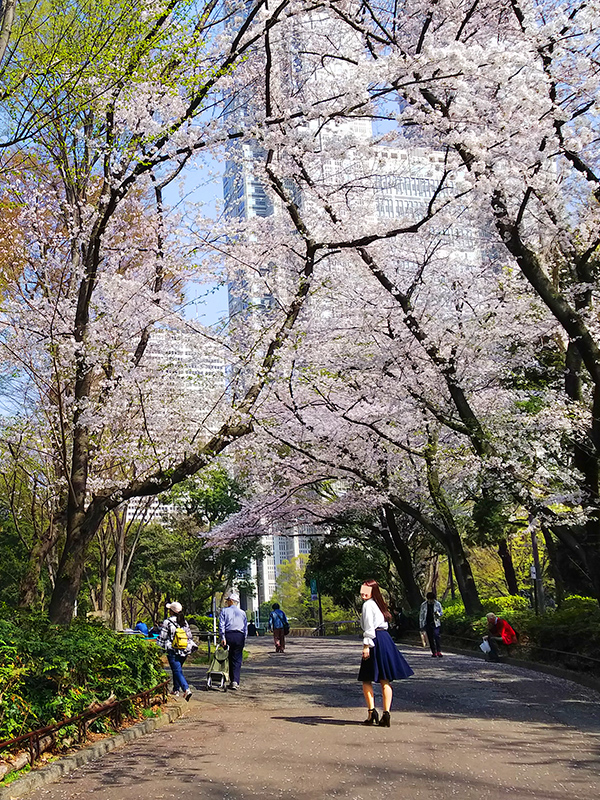 「新宿中央公園&十二社熊野神社」と「神田川」をぶら散歩