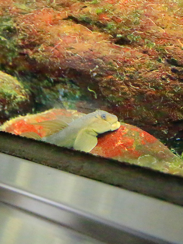 井の頭恩賜公園