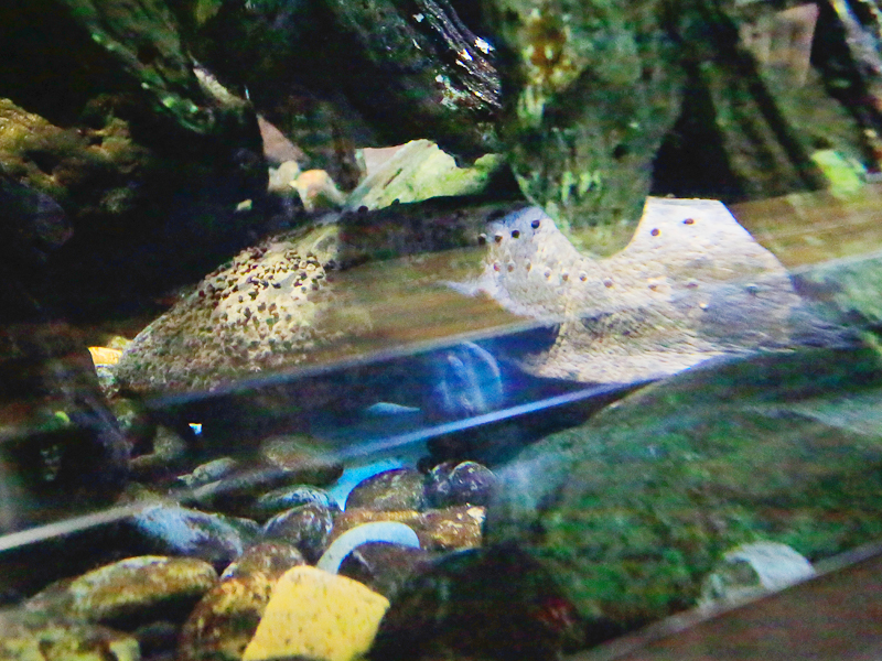 井の頭恩賜公園