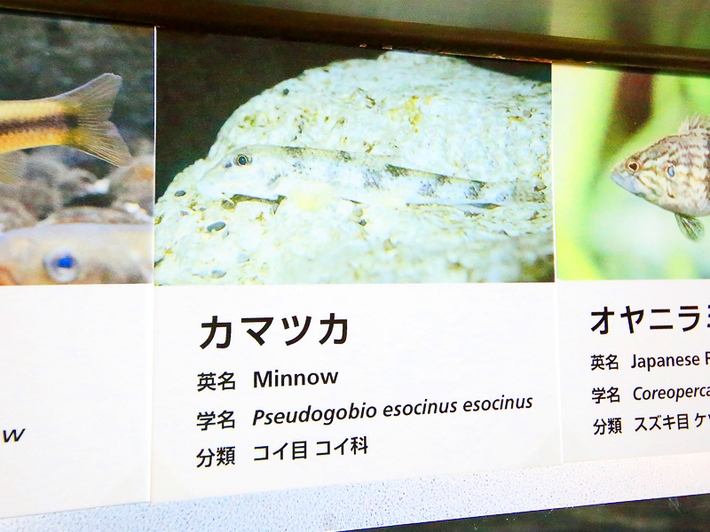 井の頭恩賜公園