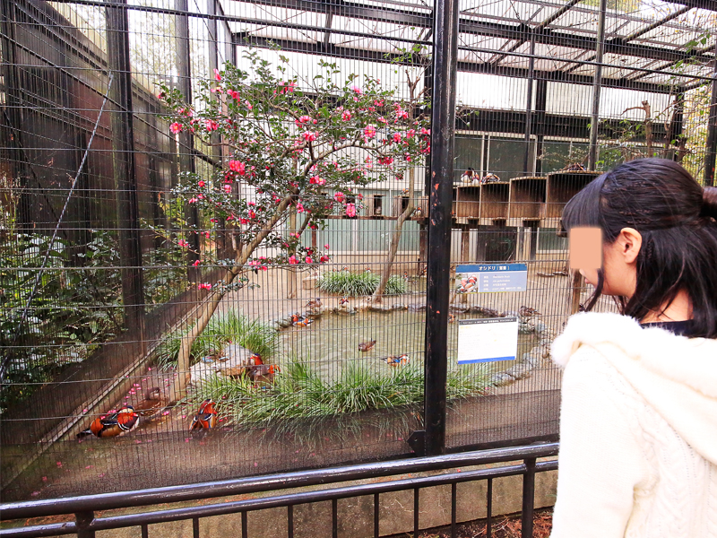 井の頭恩賜公園